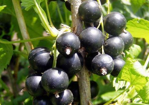 ягоды черной смородины оптом в самаре