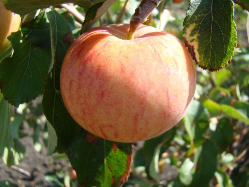 Фотографии яблок