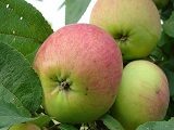 Летний сорт яблоки "Акаевская красавица"