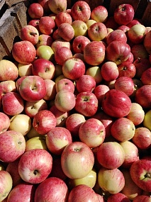 Осенний сорт яблоки «Штрейфлинг»
