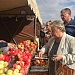 Яблоки «ЯФО» появились на городских ярмарках