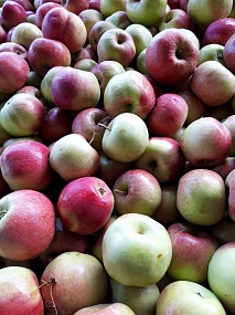 Осенний сорт яблоко "Жигулевское"