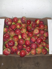 Летний сорт яблоки "Боровинка"