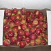 Летний сорт яблоки "Боровинка"