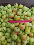 Осенний сорт яблоко "Куйбышевское"