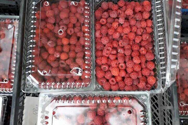Местные ягоды  ЯФО – новый урожай!
