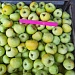 Осенний сорт яблоки "Антоновка"