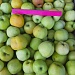 Осенний сорт яблоки "Антоновка"