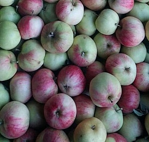 Осенний сорт яблоки «Штрейфлинг»