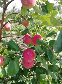 Осенний сорт яблоко "Вишневое"