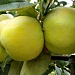 Яблочный Спас в ЯФО-садах