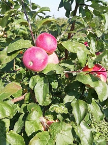Осенний сорт яблоко "Вишневое"