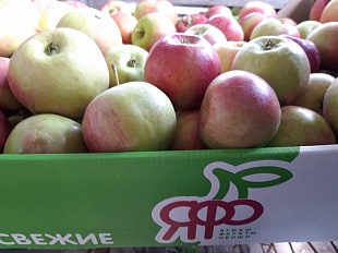 Осенний сорт яблоко "Жигулевское"